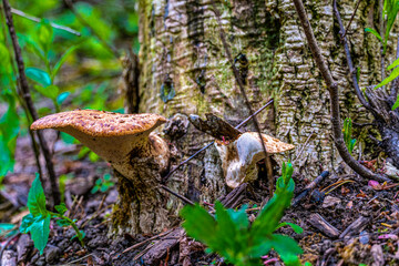 Tree fungus on a rotten stump
