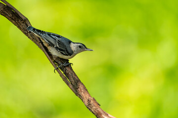 White-breasted Nuthatch perched on a vine with yellow background