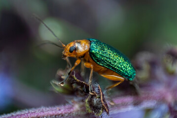 Small green metallic beetle on basil leaf outdoors in organic garden, illuminated with natural light, insect in central america.