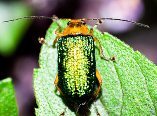 Small green metallic beetle on basil leaf outdoors in organic garden, illuminated with natural light, insect in central america.