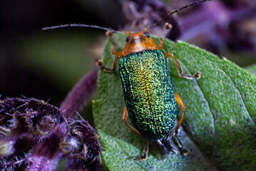 Small green metallic beetle on basil leaf outdoors in organic garden, illuminated with natural light, insect in central america.