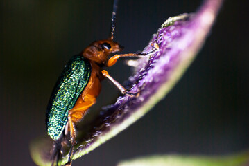 Small green metallic beetle on basil leaf outdoors in organic garden, illuminated with natural...