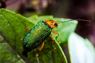 Small green metallic beetle on basil leaf outdoors in organic garden, illuminated with natural light, insect in central america.