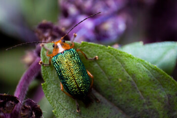 Small green metallic beetle on basil leaf outdoors in organic garden, illuminated with natural light, insect in central america.