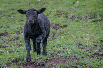 Black Lamb