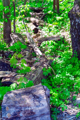 Old sawn trees abandoned in the forest