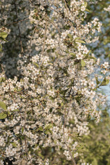 blooming tree in spring at sunset
