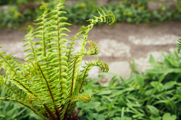 Young green shoots of ferns ,Polypodiophyta. Forest glade. Plants in nature. Spring season. New life. Green curls. Close up. Blurred background.Stems of coiled ferns