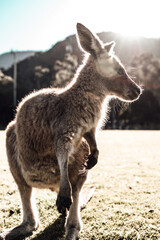 Kangaroo