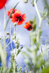 Obraz premium Bright flowers of red poppies among other wild plants