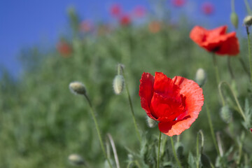 Bright flowers of red poppies among other wild plants