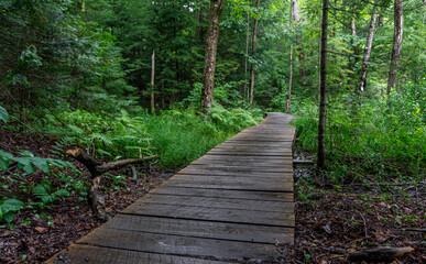  Wooden path used by hikers through a forest in Arrowhead park, Ontario, Canada