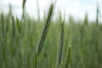 Field and ears of early winter triticale wheat
