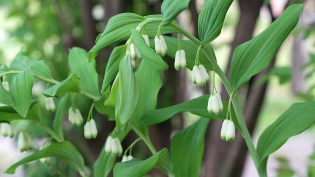 Solomon's Seal (Polygonatum spp.)