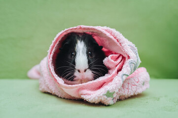 Three-colored funny guinea pig on a green couch wrap in a pink towel after swimming. Pet care, love...