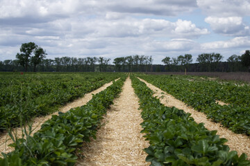 Fototapeta na wymiar View of a strawberry field prepared for the harvest season