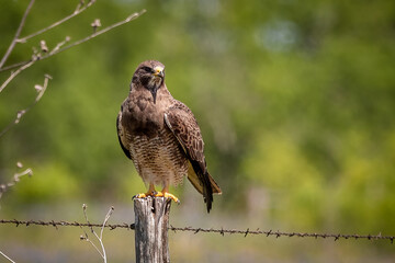 red-tailed hawk