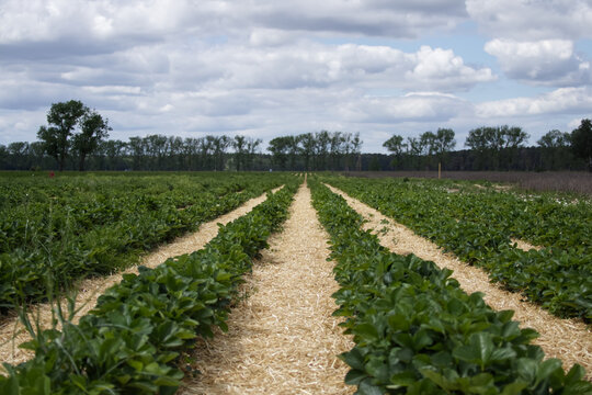 View of a strawberry field prepared for the harvest season