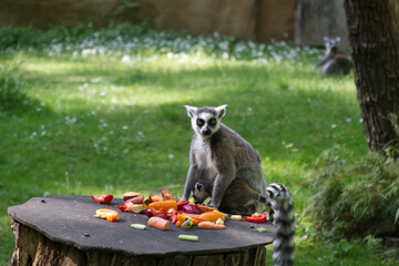 Madagascar lemurs near the feeder