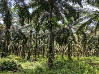 Company-owned oil palm plantation in South Kalimantan