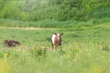 Portrait of a brown and white free-range calf standing on a wildflower pasture in late spring...