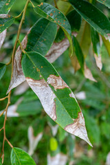 Close up burning leaf disease in durian tree, problem of agriculture in Thailand