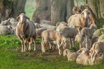 Portrait of a flock of sheeps. Preservation of the countryside with sheeps