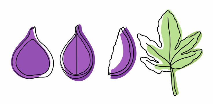 A set of summer tropical fruits with a leaf. Collection of exotic fruits figs. Whole and slices of fruit. Vector illustration in linear style with colored spots