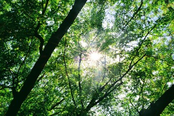Afternoon Sun Shining through Green Branches