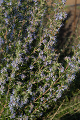 grove of rosemary branches (rosmarinus officinalis) in bloom