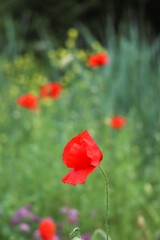 Close up of blooming red wild corn poppy flower with its young bud and blurry yellow,  purple flowers with green wild grass in background  
