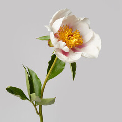 Elegant white simple shape peony flower with pink strokes on petals isolated on gray background.