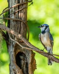 Blue Jay perched on vine next  to a fence post