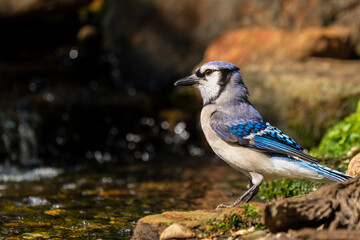Blue Jay