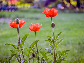 Obraz premium POPPY FLOWERS 4