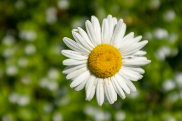 Big camomile flower on blurred green meadow in summer. Chamomile with white petals for poster, calendar, post, screensaver, wallpaper, card, banner, cover, website, copy space for your design or text