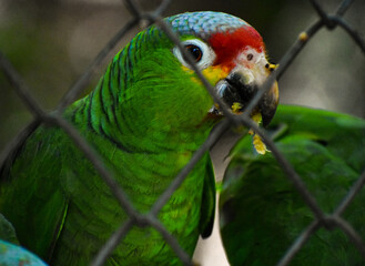 cotorra, ave, animal, verde, tropical, pico, naturaleza, variopinto, fauna, emplumar, mascota, exoticas, amazonia, rojo, guacamaya, azul, inhospitalario, amarilla, sucursal, color, perico, aviar, zoo