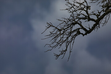 Dark, scary mood in scraggly tree branch background with ample copy space on blue and gray hues of sky