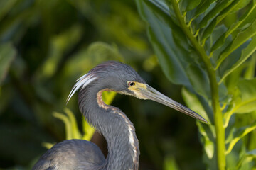 Tricolored heron portrait from Wakodahatchee Wetlands, an environment utilizing recycled waste water, in Delray Beach, Florida