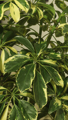 Vertical photo of beautiful schefflera tree plant, with green and yellow leaves. Dwarf umbrella tree.