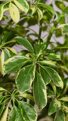 Arboreal plant of the schefflera, with green and yellow leaves. Dwarf umbrella tree. Vertical photo.