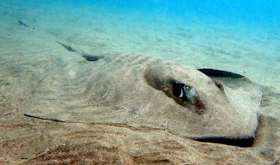 Costa Rica Pacific sea life