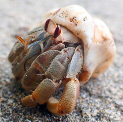 Costa Rica Pacific sea life