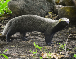 procyon lotor, animal, mamífero, fauna, inhospitalario, huron, naturaleza, pelaje, animal, café, turón, cuca, bosque, negro, coatí, antifaz, bebé, blanco, de pie, hirsuto, tejón, mascota, grison © Warner