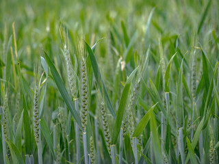 Getreideanbau im Frühjahr