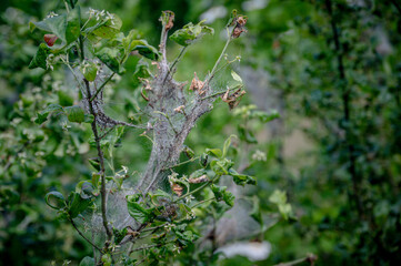 Communal web and eaten leaves from the ermine moth caterpillar, Yponomeuta spp