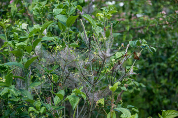 Communal web and eaten leaves from the ermine moth caterpillar, Yponomeuta spp