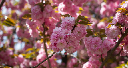 Cherry blossom hanami in Tokyo during a sunny spring day