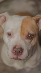 Obraz premium Vertical photo of cute pink-nosed pit bull dog with soft brown and white fur, shallow depth of field.