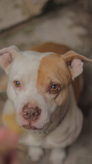 Cute pitbull dog, with soft white and brown fur, with honey-colored eyes, vertical photo.